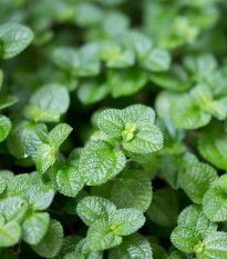 Mäta prieporná Mini Mint - Mentha piperita - semená - 20 ks