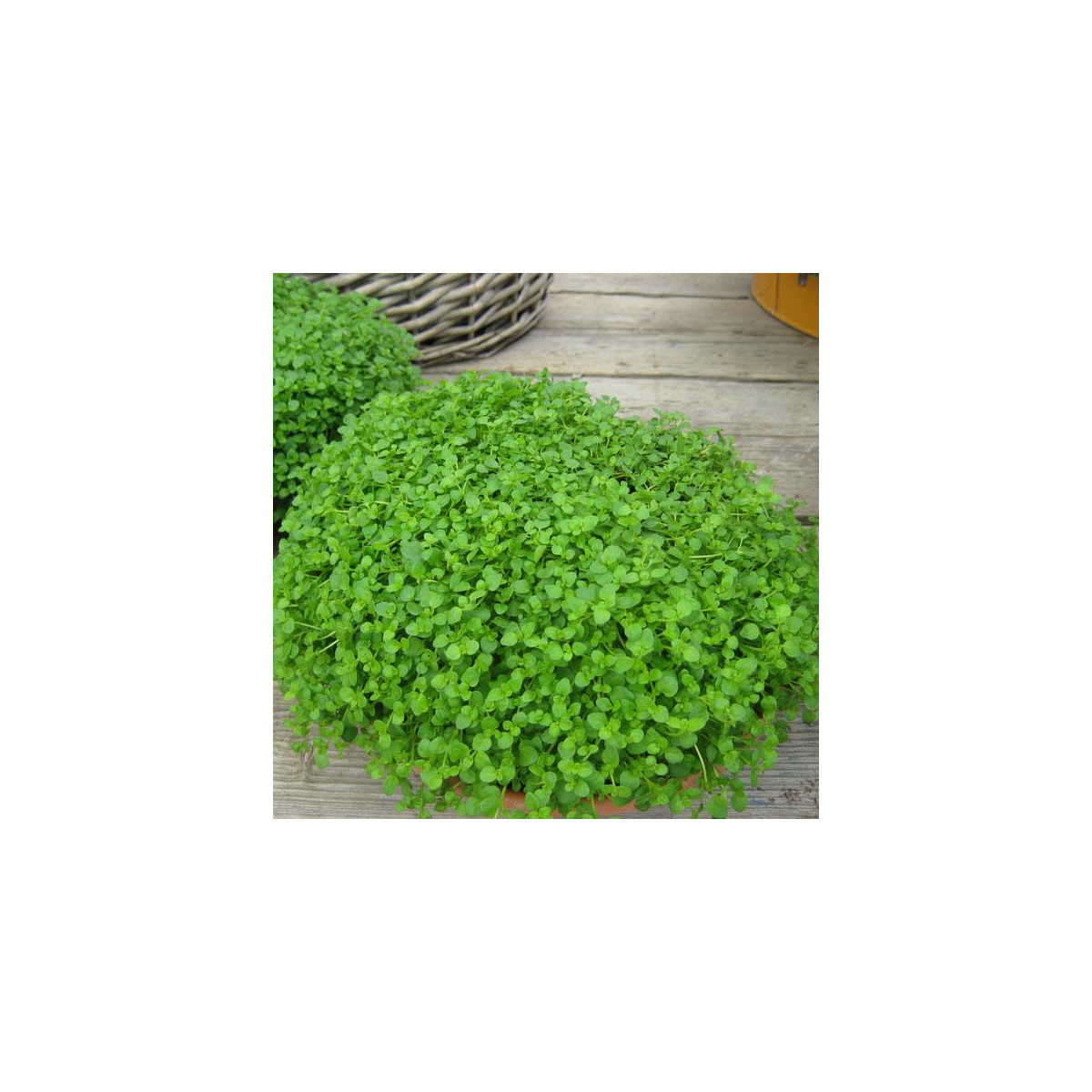 Mäta pieporná Mini Mint - Mentha piperita - semená - 20 ks