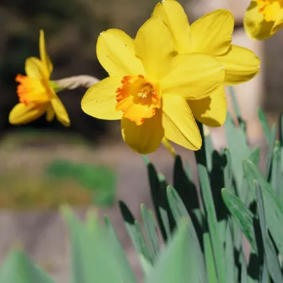 Narcis Early Flame - Narcissus - cibuľoviny - 3 ks