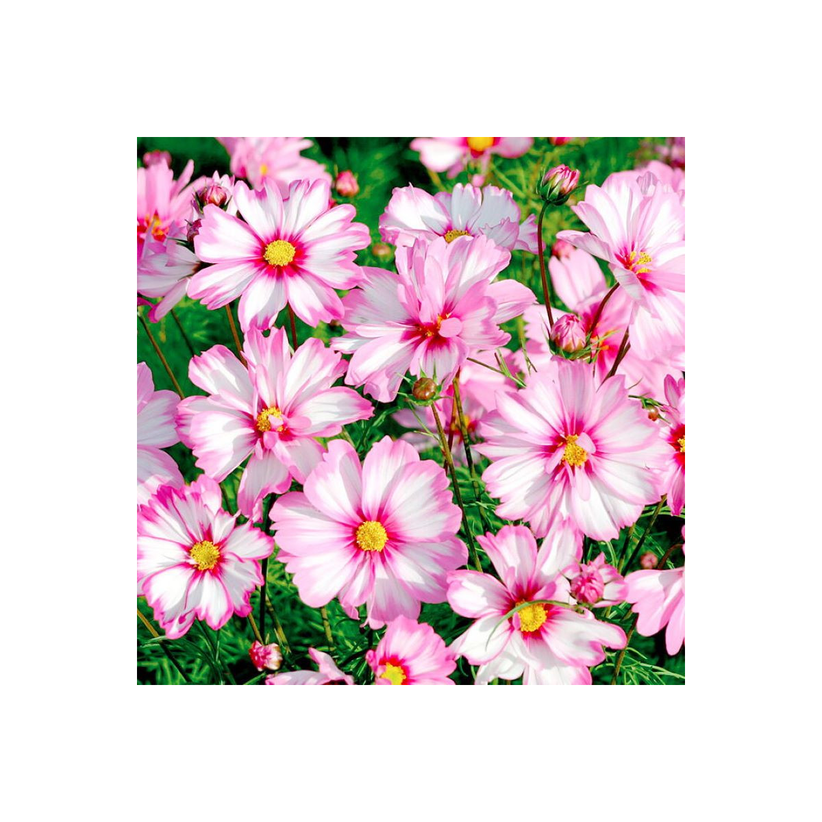 Krasuľka perovitá Cosmira Bicolor - Cosmos bipinnatus - semená - 20 ks