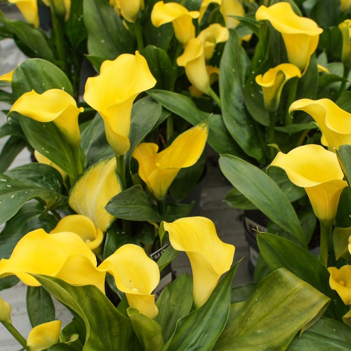 Kala Florex Gold - Zantedeschia - cibuľoviny - 1 ks