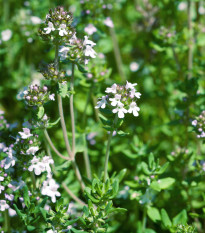 Tymián francúzsky letný - Thymus vulgaris - semená - 100 ks
