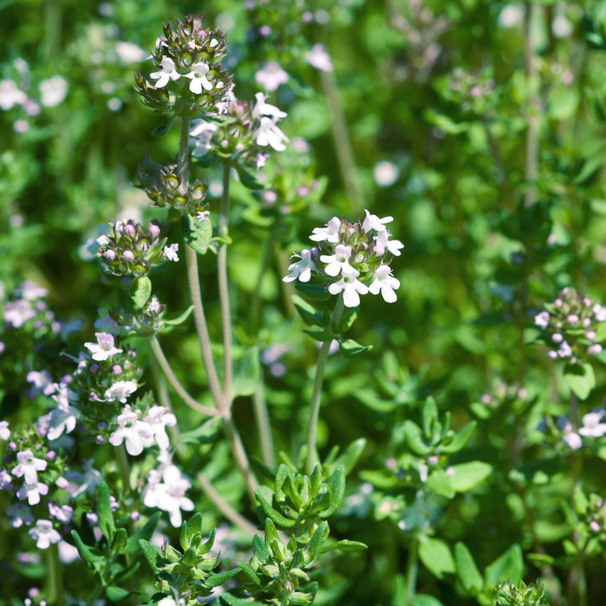 Tymián francúzsky letný - Thymus vulgaris - semená - 100 ks