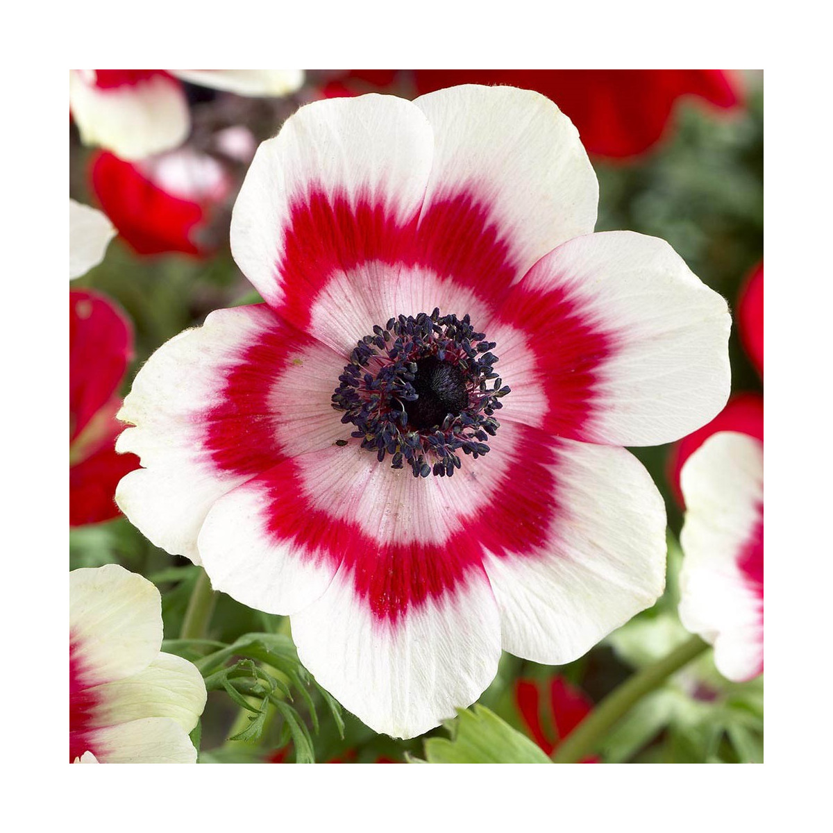 Veternica Bicolor - Anemone - cibuľoviny - 3 ks