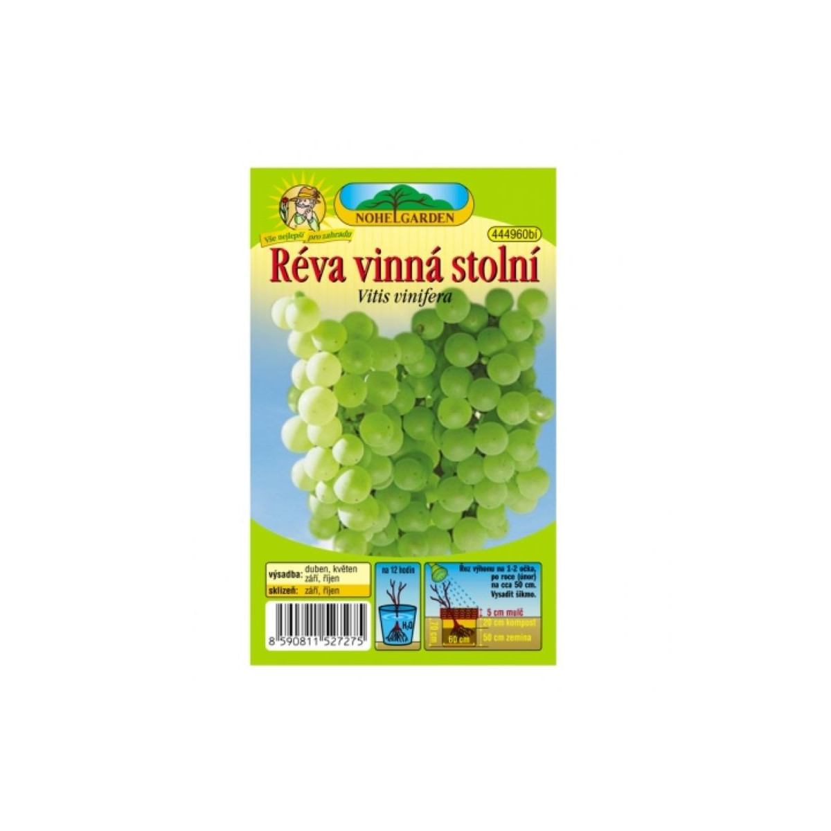 Vinič hroznorodý - Vitis vinifera - voľnokorenné sadenice - 1 ks