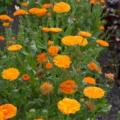 Nechtík lekársky Orange Double - Calendula officinalis - semená - 50 ks
