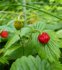 Jahoda lesná - Fragaria vesca - semená - 10 ks