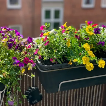 Zmes nízkych kvetov - výsevný disk - 5 ks