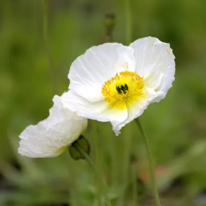 Mak Champagne Bubbles White - Papaver nudicaule - semená - 20 ks