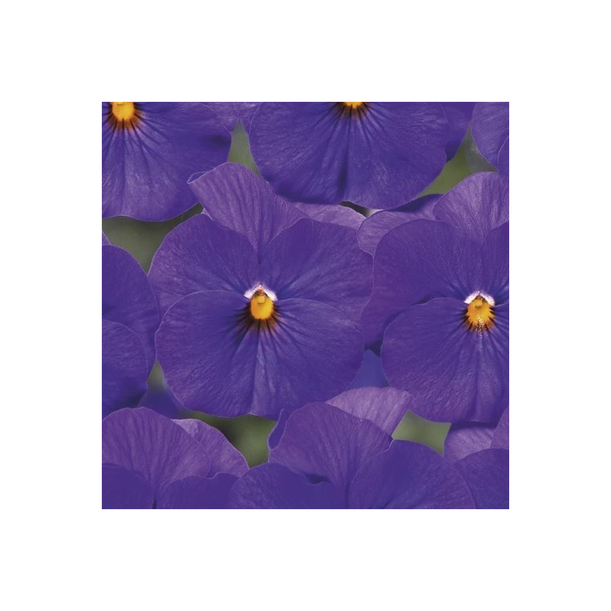 Semená fialky – Fialka Twix F1 Blue with Eye – Viola cornuta