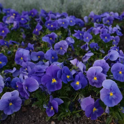Fialka Twix F1 Blue with Eye - Viola cornuta - semená - 20 ks