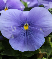 Fialka Carneval F1 Azure - Viola x wittrockiana - semená - 20 ks