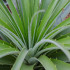 Puja - Puya mirabilis - semená - 20 ks