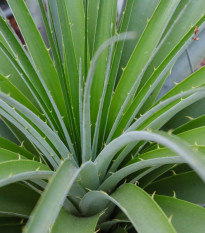 Puja - Puya mirabilis - semená - 15 ks