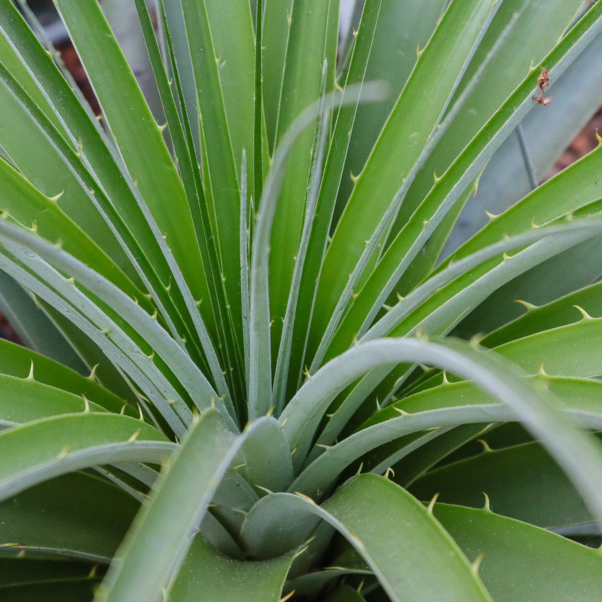 Puja - Puya mirabilis - semená - 20 ks