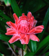 Zázvor - Etlingera elatior - semená - 3 ks