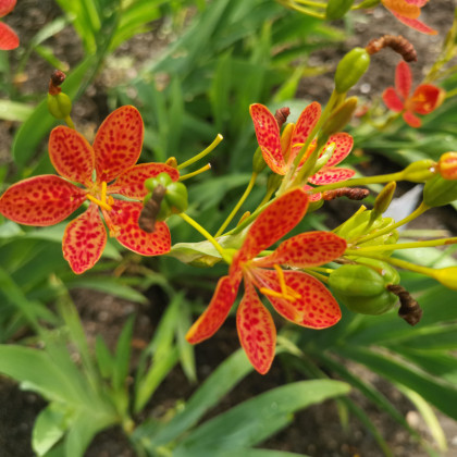 Angínovník čínsky – Iris domestica – semená
