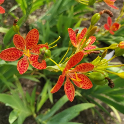 Angínovník čínsky - Iris domestica - semená - 5 ks