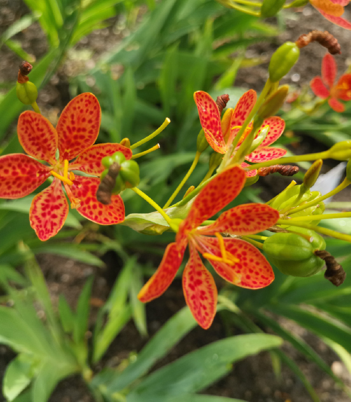 Angínovník čínsky – Iris domestica – semená
