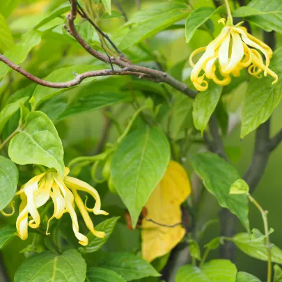 Kananga voňavá - Cananga odorata - semená - 4 ks