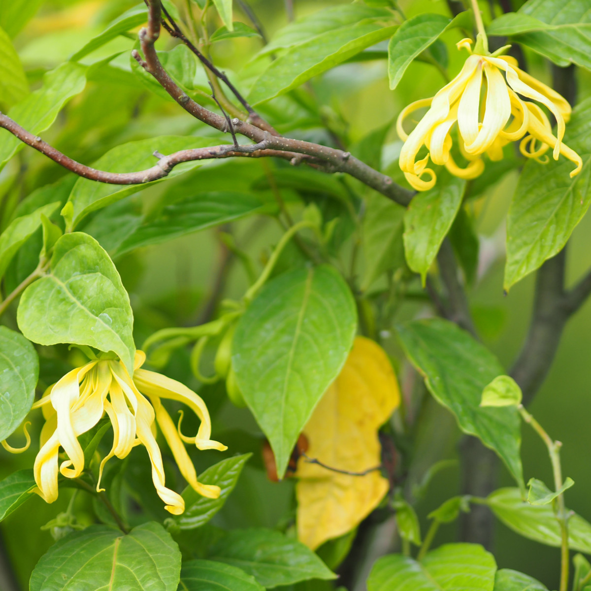 Kananga voňavá - Cananga odorata - semená - 4 ks