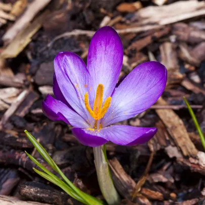 Krókus Tomasiniho Barrs Purple - Crocus - cibuľoviny - 3 ks