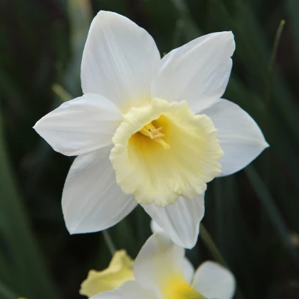Narcis Pueblo - Narcissus - cibuľoviny - 3 ks
