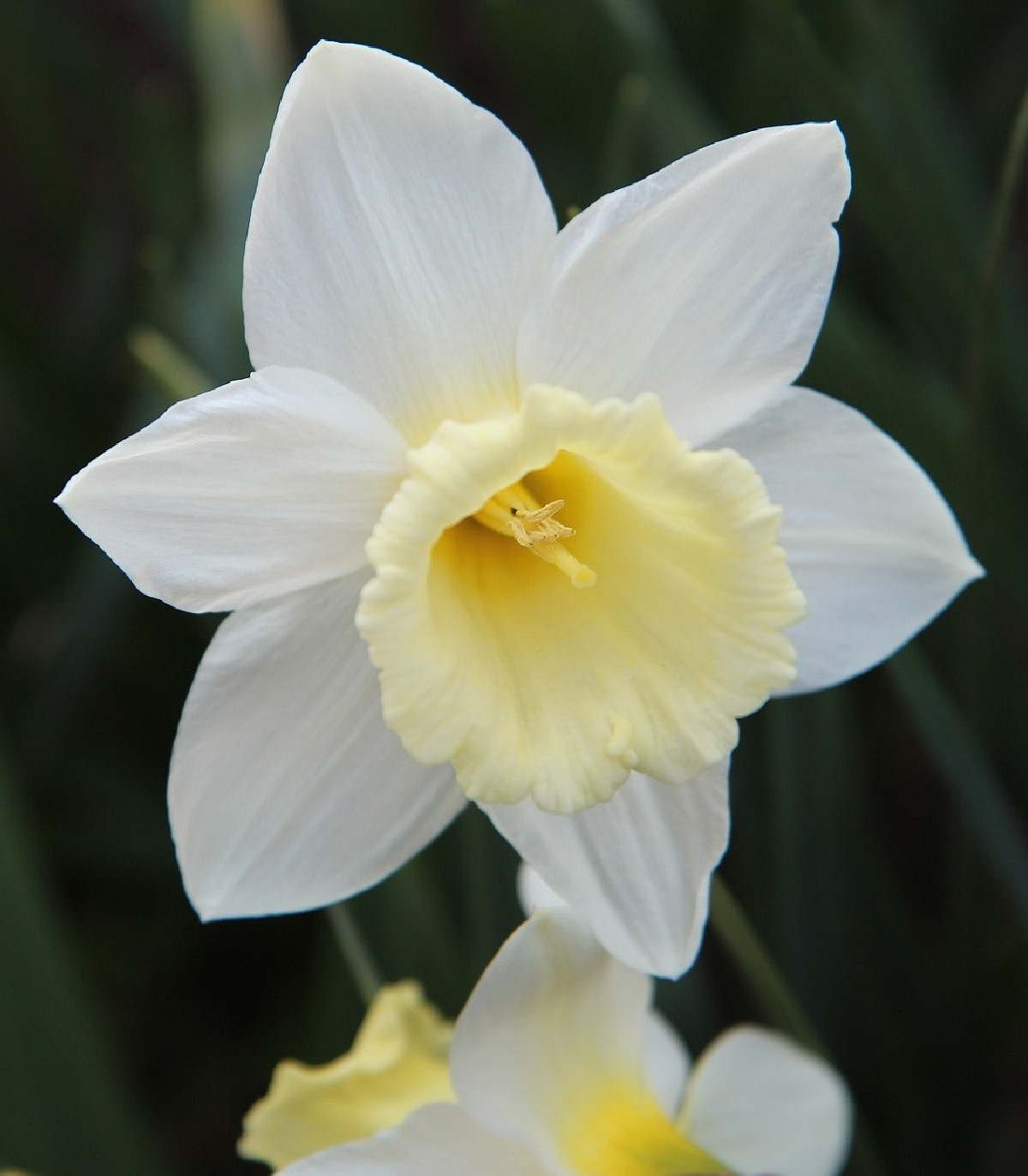 Narcis Pueblo - Narcissus - cibuľoviny - 3 ks