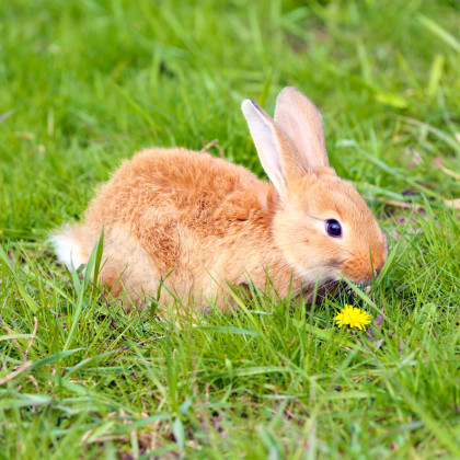 Tráva pre králiky – trávna zmes – Golden Line