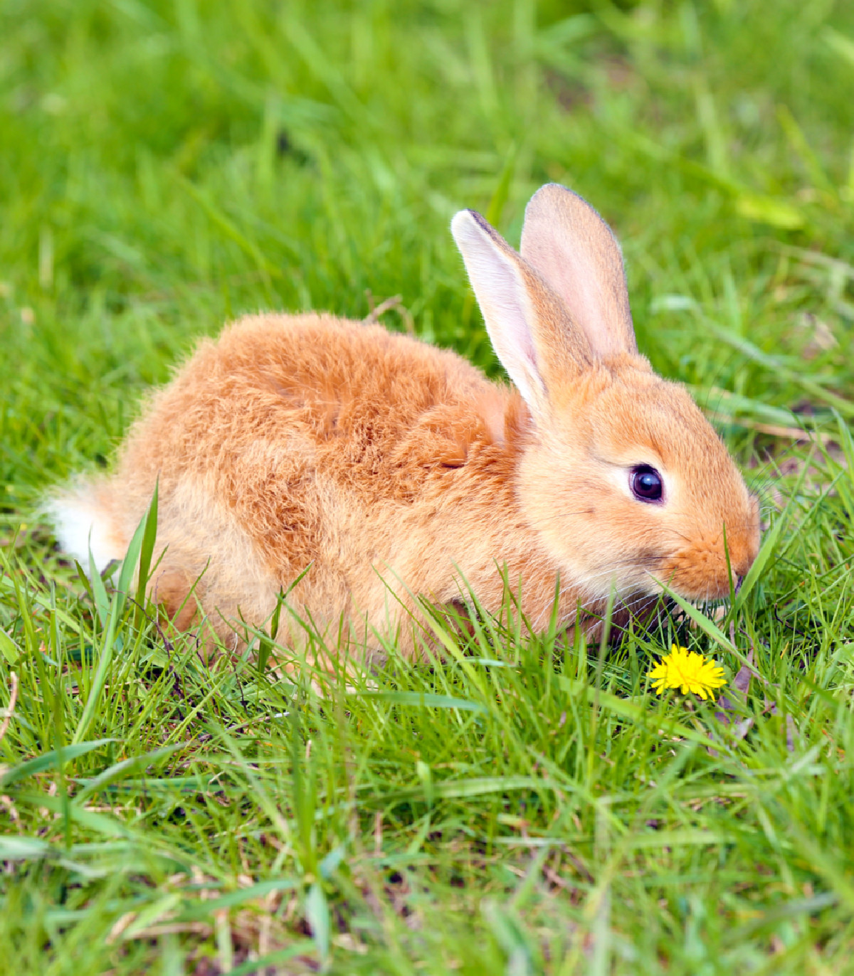 Tráva pre králiky – trávna zmes – Golden Line