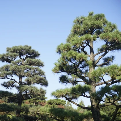 Borovica japonská čierna - Pinus thunbergii - semená - 5 ks