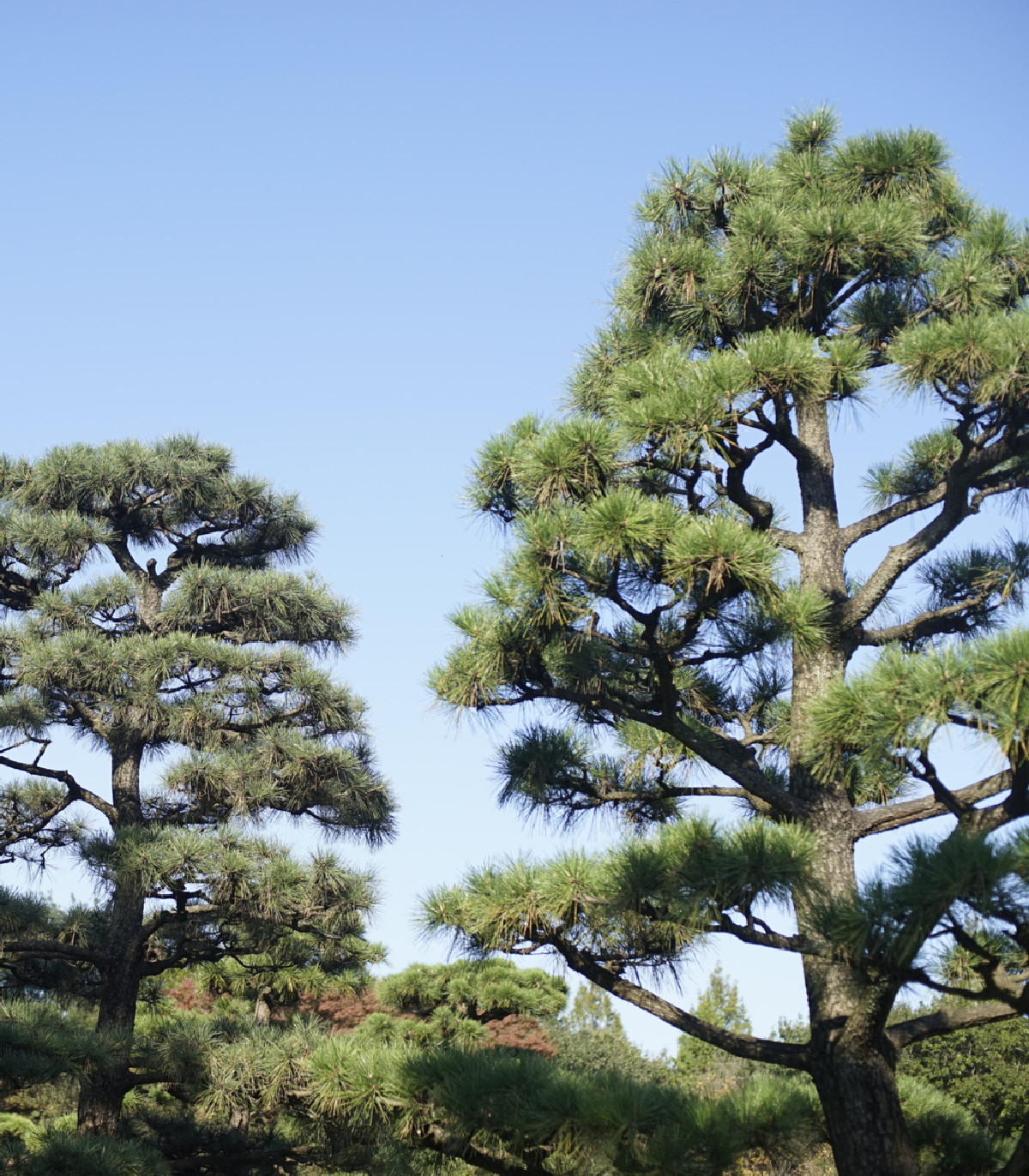 Borovica japonská čierna - Pinus thunbergii - semená - 5 ks