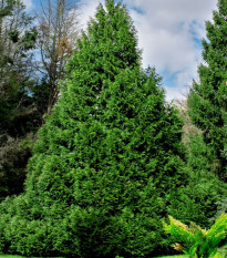 Tuja - Thuja plicata - semená - 18 ks