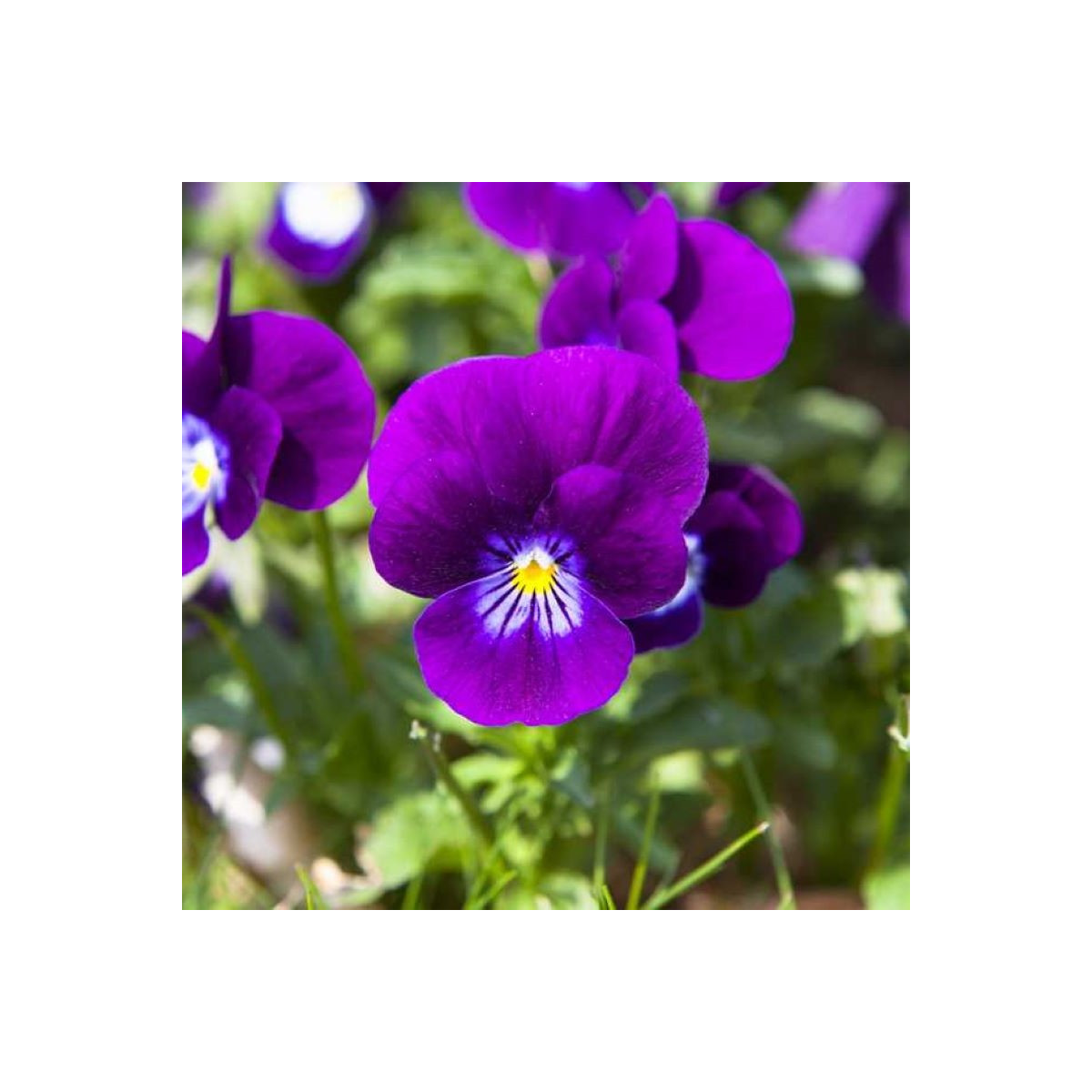 Fialka Twix F1 Violet Flare - Viola cornuta - semená - 20 ks