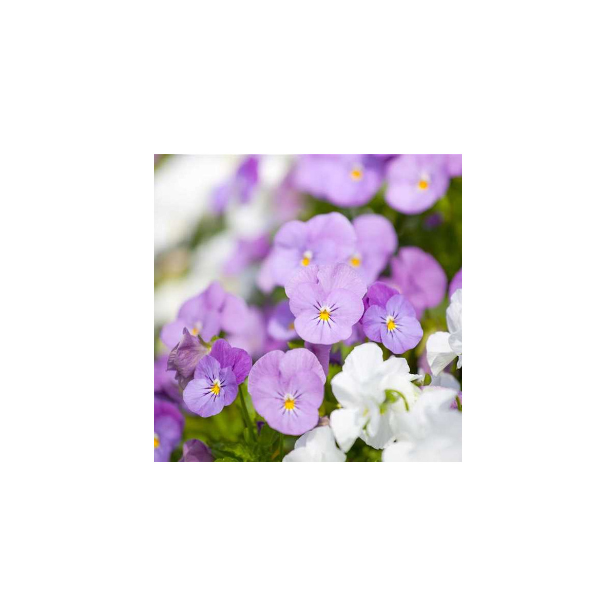 Fialka Twix F1 Rosy - Viola cornuta - semená - 20 ks