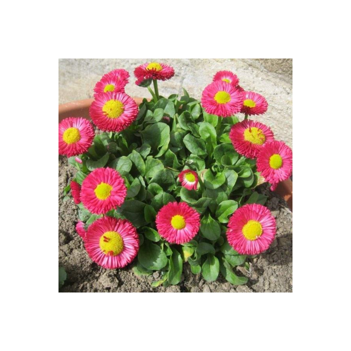 Sedmokráska Speedstar Plus Rose - Bellis perennis - semená - 40 ks