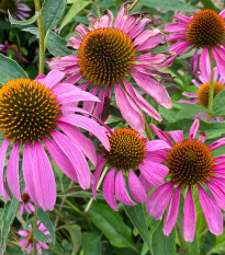 Echinacea Primadonna Deep Rose - Echinacea purpurea - semená - 15 ks