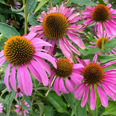 Echinacea Primadonna Deep Rose - Echinacea purpurea - semená - 15 ks