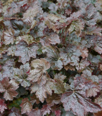 Heuchera Palace Purple - Heuchera micrantha - semená - 20 ks