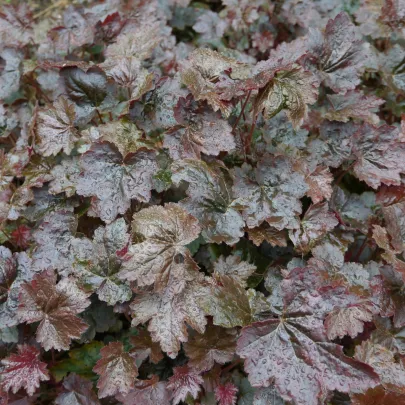 Heuchera Palace Purple - Heuchera micrantha - semená - 20 ks