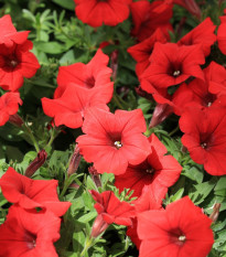 Petúnia Cascadini F1 Red - Petunia x atkinsiana - semená - 15 ks