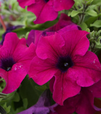 Petúnia Cascadini F1 Purple - Petunia x atkinsiana - semená - 15 ks