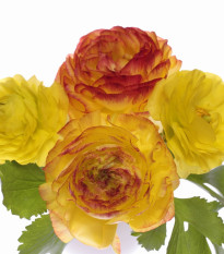 Iskerník plnokvetý Picotee oranžový - Ranunculus asiaticus - cibuľoviny - 3 ks