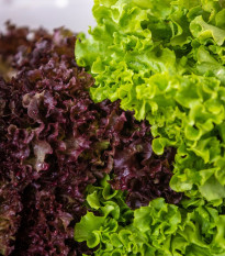 Semená listových šalátov Trio - výsevný pásik - 5 m