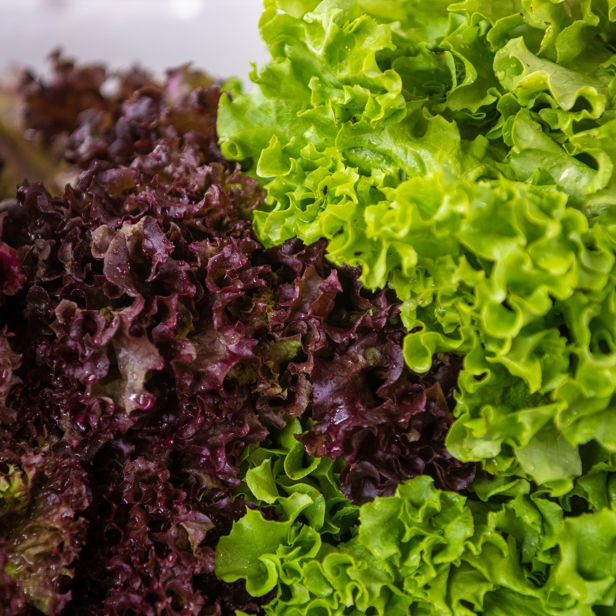 Semená listových šalátov Trio - výsevný pásik - 5 m