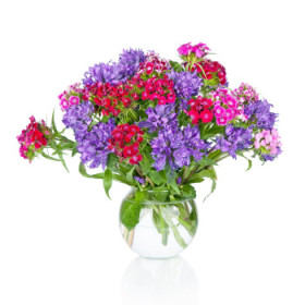 BIO okrasné rastliny