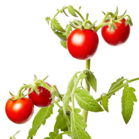 Paradajky vhodné do skleníka