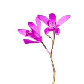 Orchidea