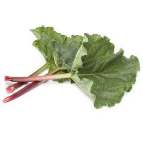 Rebarbora - sadenice