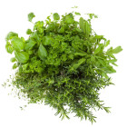 Výsevné pásky byliniek